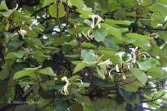 Pterospermum acerifolium